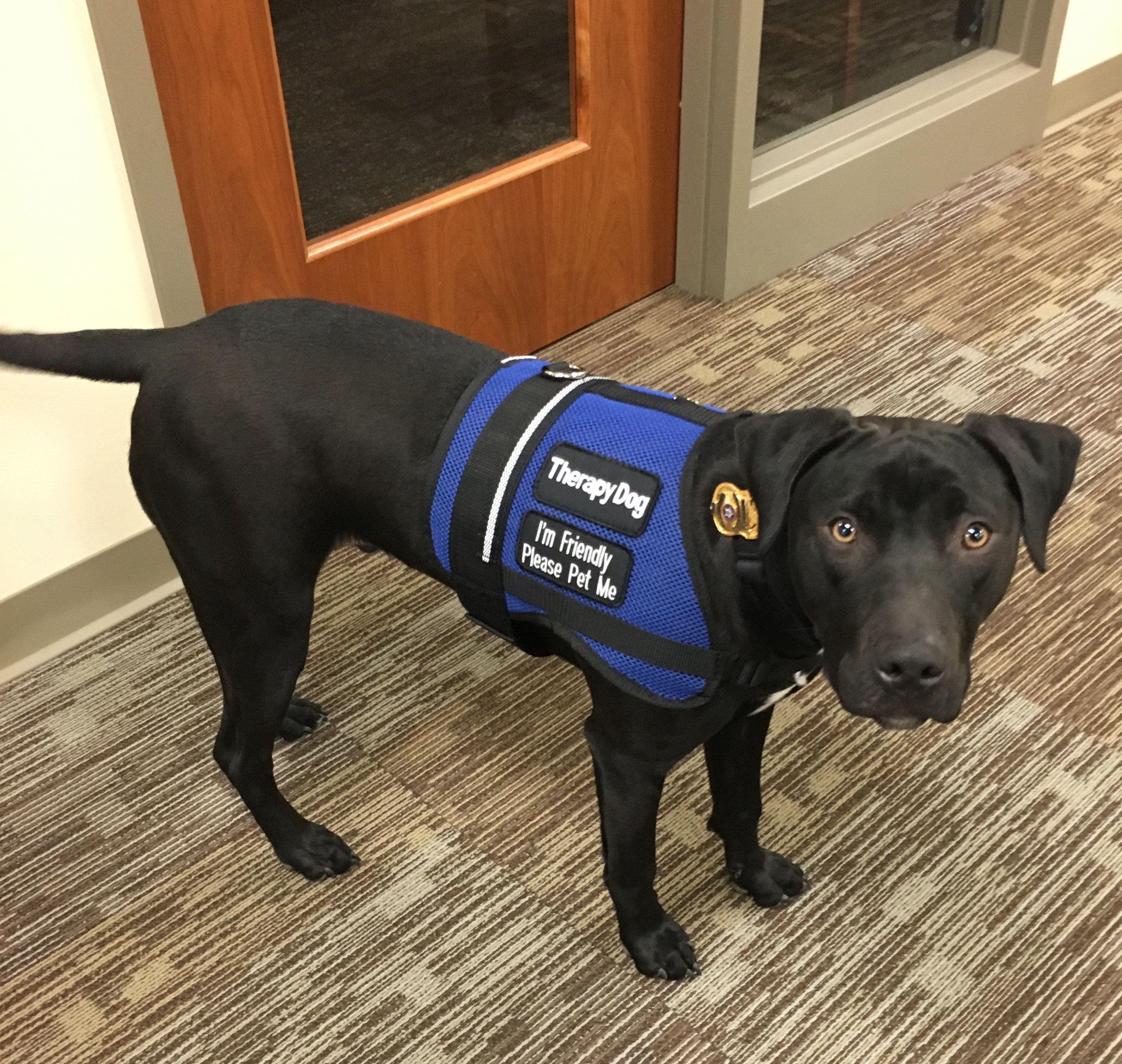 certified service dog vest